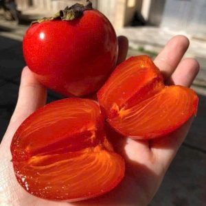 Hồng Trứng Cát